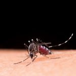 Brumadinho já registra mais de 5 mil notificações de casos dengue em 2024