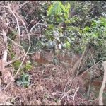 Obras da prefeitura, custeadas com dinheiro da reparação, continuam causando danos ambientais em Brumadinho