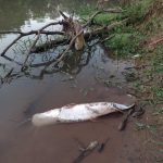 Centenas de peixes são encontrados mortos nas margens do Rio Paraopeba