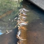 Peixes são encontrados mortos em córrego, em Melo Franco