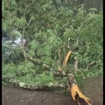 Chuva provoca queda de árvore em Córrego Ferreira