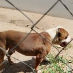 Pitbull abandonado causa medo entre moradores de Córrego de Almas
