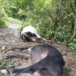 Raio mata 7 vacas na região do distrito de Aranha