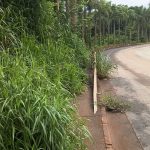 Moradores cobram limpeza de passeio na Avenida Inhotim