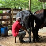 Produtor rural recebe doação de vacas após perder rebanho atingido por raio