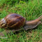 Aumento do número de caramujos africanos acende alerta para riscos à saúde