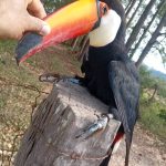 Denúncia: Tucano é “pregado” por grampos em um esteio de cerca
