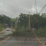 Chuva provoca queda de árvores e deixa localidades sem energia em Brumadinho